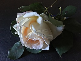 白玫瑰,粉紅色,羅莎