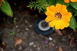 黃色,花,百日草