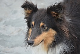 狗,設(shè)得蘭群島牧羊犬,國(guó)內(nèi)動(dòng)物