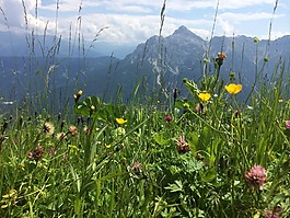 草地,山,毛茛