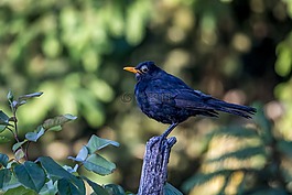 梅爾,鳥,性質