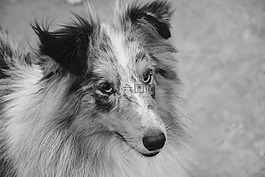 狗,婊子,設(shè)得蘭群島牧羊犬