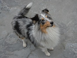 婊子,狗,設(shè)得蘭群島牧羊犬