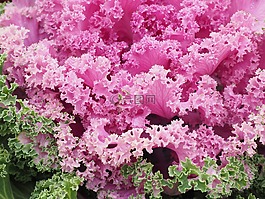 觀賞白菜,葉子,詳細(xì)