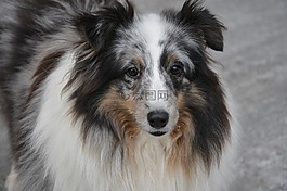 婊子,設(shè)得蘭群島牧羊犬,藍(lán)色的梅爾