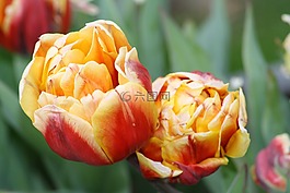 郁金香,花,豐富多彩