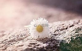 雛菊,花,白黃色