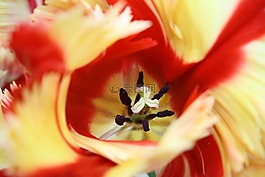 郁金香,雌蕊,花萼