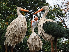 鸛,兒童,鳥(niǎo)