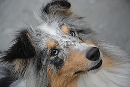 狗的畫像,婊子,眼睛