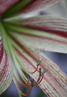 雌蕊,開花,花萼