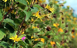 s?oneczniczki粗糙,黃色的花朵,花園的花