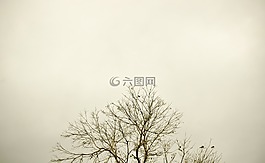 天空,树,树枝