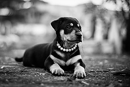 狗,動物,寵物