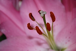雌蕊,花粉,宏