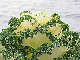 觀賞白菜,葉子,詳細(xì)