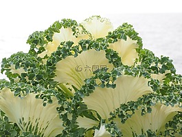 觀賞白菜,葉子,詳細(xì)