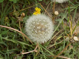 蒲公英,大自然,特寫鏡頭