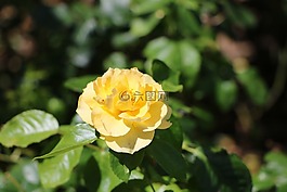 花卉,玫瑰,葉子