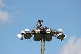 魚鷹,鳥,巢