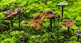 蘑菇,秋季,森林