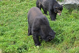 眼鏡熊,安第斯熊,tremarctos ornatus
