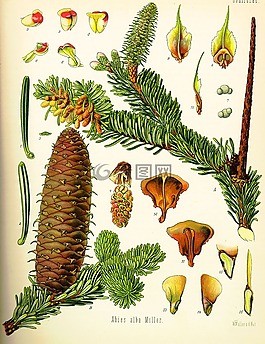 云杉菠蘿,植物,鮮花
