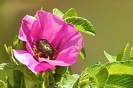 花,開花,野生玫瑰