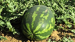 西瓜,植物,农业