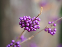 中國 sch?nfrucht,美麗的水果,漿果