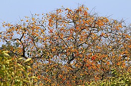 自然,果樹(shù),柿子