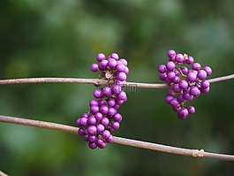 中國 sch?nfrucht,美麗的水果,漿果