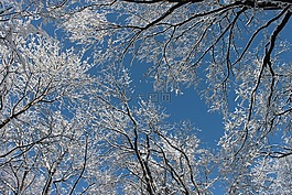 白雪皚皚的分支機構,冬季,樹木
