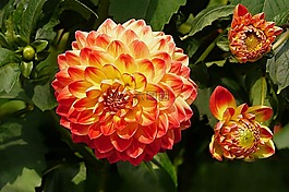 廠,花,嬌琴紗