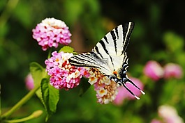蝴蝶,動物,翼