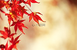 秋季樹葉,楓葉,秋季