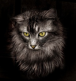 貓,黑貓,動物