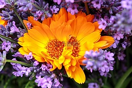 束鮮花,萬壽菊,熏衣草