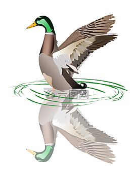 鴨,鳥(niǎo),母馬