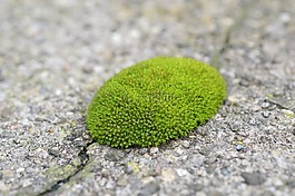 苔,紋理,綠色