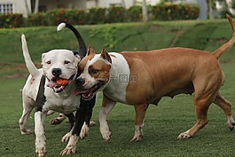 狗,pitbull,動(dòng)物