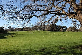歌和老街公園,奧克蘭,新西蘭