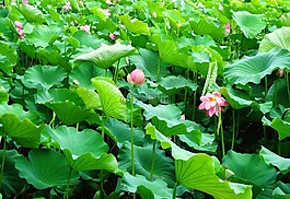 蓮花,葉,開花