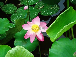 蓮花,葉,開花