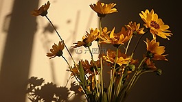 鮮花,太陽,黃色