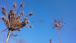 藍色的天空,自然,秋
