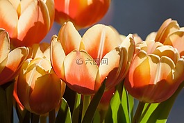 郁金香,春天的花,花