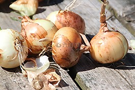 洋蔥,花園,食品