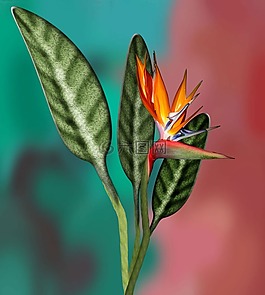 papagayenblume,植物,花
