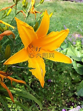 花卉,莉莉,麗麗的老虎